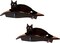 Arf Pets Cat Shelf, Wall-Mounted Curved Wooden Cat Perch - Holds Cats Up to 44 Lb